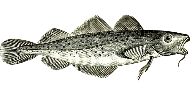 Detailed drawing of a cod fish
